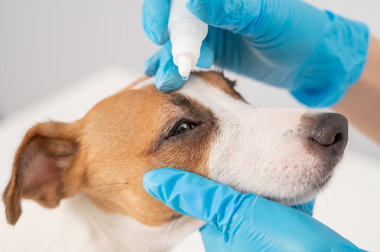Tierärztin tropft Augentropfen in Jack Russell Terrier Hund auf weißem Hintergrund. Tierärztin tropft Augentropfen in Jack Russell Terrier Hund auf weißem Hintergrund