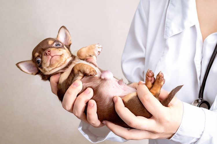 Ein kleiner Welpe mit einem großen Leistenbruch ist in den Händen des Tierarztes