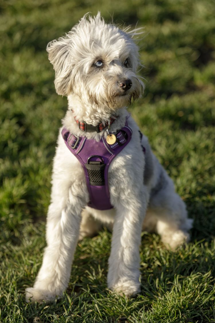 11 Monate alter Miniatur-Australischer-Schäferhund-Pudel-Mix Welpe, der sitzt und wegschaut. Hundepark ohne Leine in Nordkalifornien.