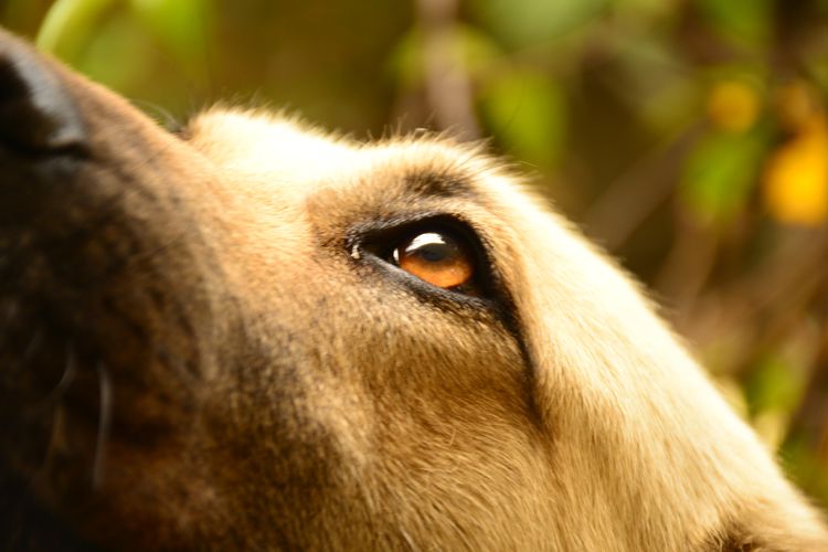 Die besten Freunde des Menschen sind immer Hunde