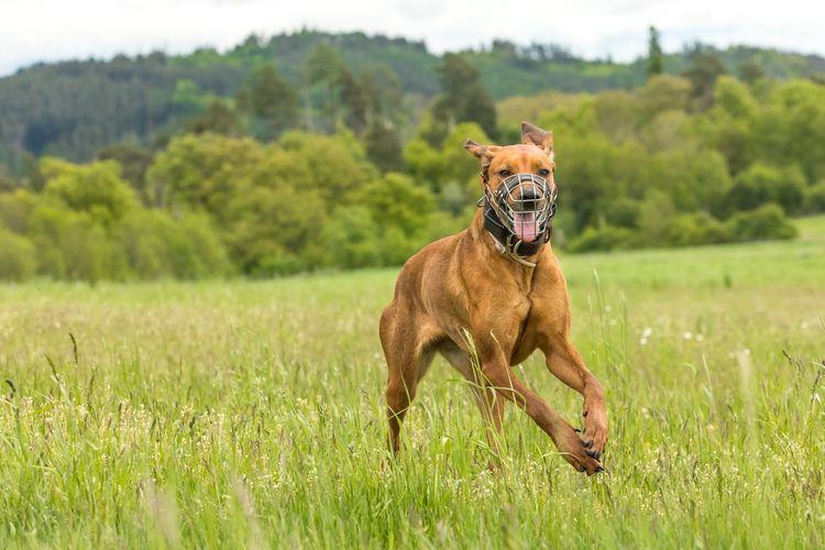 Hund auf einer Frühlingswiese. Der Hund trägt einen Maulkorb. Laufender Rhodesian Ridgeback mit Maulkorb und einem elektrischen Halsband.