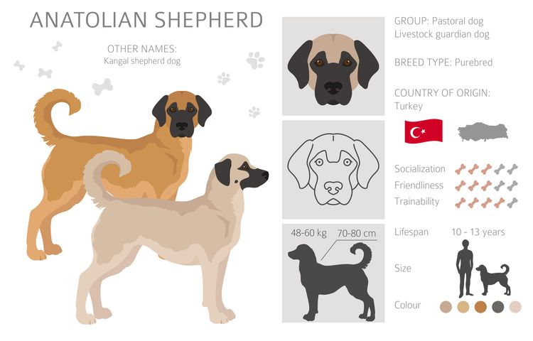 Anatolischer Schäferhund alle Farben Clipart. Verschiedene Fellfarben und Posen.  Vektor-Illustration