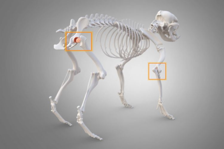 Canine Arthritis and Osteoarthritis Gelenkentzündung, Gelenkverschleiß bei Hunden, Hüfte und Ellenbogen markiert, 3d Illustration
