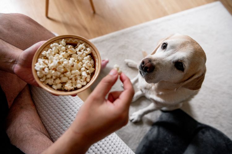 Der Hund bettelt um Futter. Der Labrador ist ein Vielfraß. Ein älterer Hund. Der Hund bettelt um Futter. Der Labrador ist ein Vielfraß. Ein älterer Hund.
