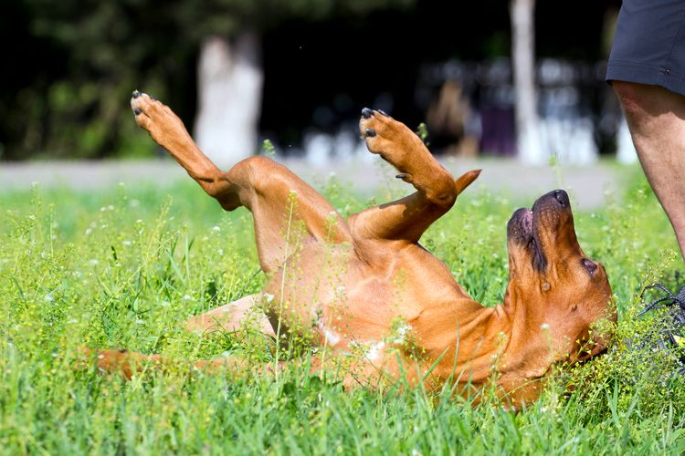 Ungarischer Vizsla Hund im Freien