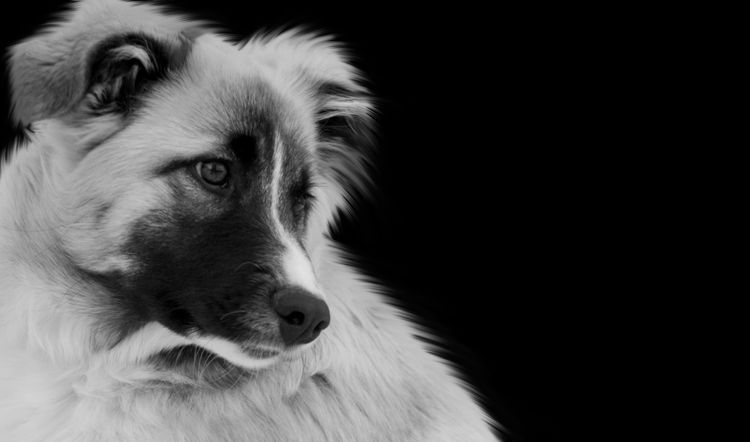 Niedliche Aidi Rasse Hund Nahaufnahme Gesicht in den schwarzen Hintergrund