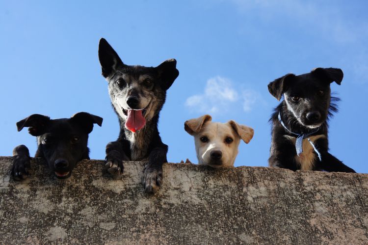 4Hunde auf Mauer schauen in die Kamera Himmel,Hund,Hunderasse,Fleischfresser,Arbeitstier,Begleithund,Schnauze,Reisen,Sportliche Gruppe,Halsband,