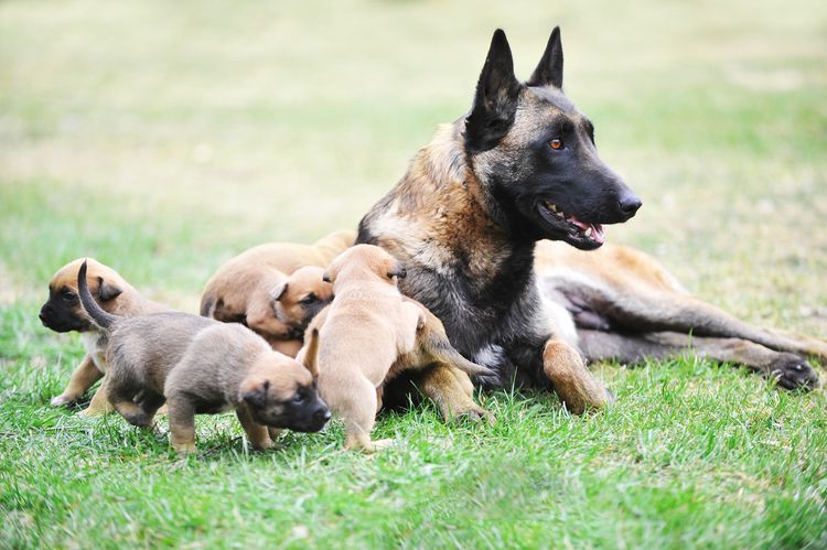 Hündin des Belgischen Schäferhundes Malinois mit Welpen