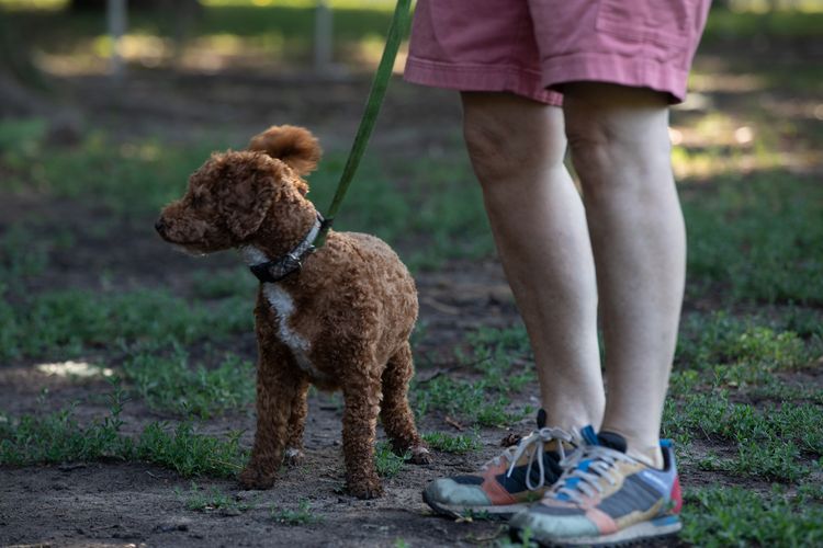 Goldendoodle-Hund zur Miete mit Besitzer im Park