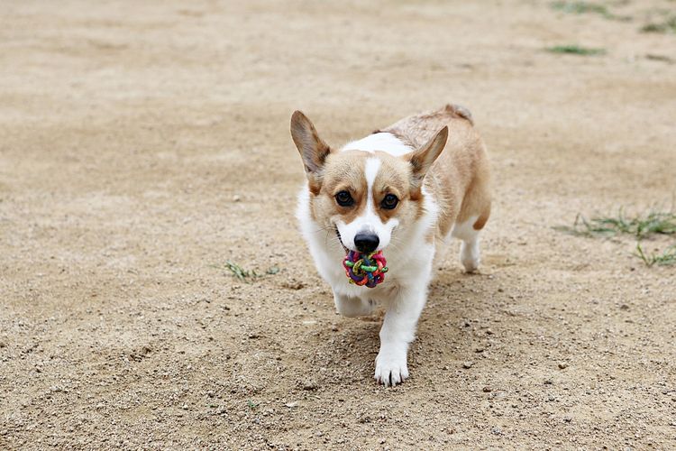 Welpen spielen im Park