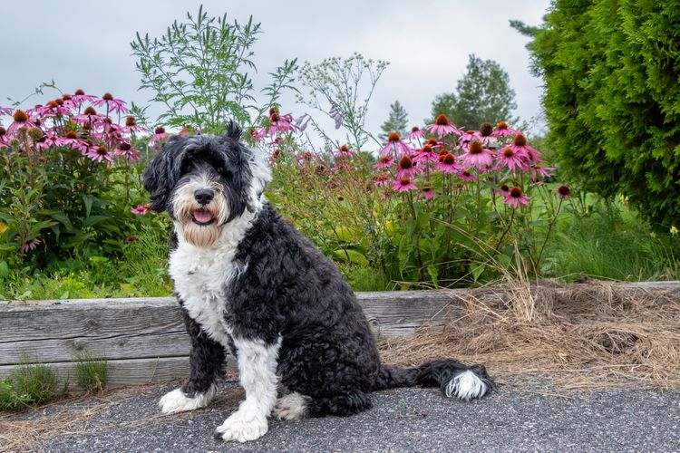 Schwarz-weißer Portugiesischer Wasserhund, der an einem Sommertag neben einem Garten mit rosafarbenen Sonnenhutblumen sitzt