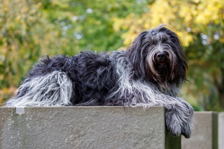 Nahaufnahme eines holländischen Schäferhundes (Schapendoes)