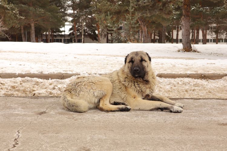 Ein türkischer Kangal-Hund sitzt auf der Straße, umgeben von Schnee. Es ist ein obdachloser Hund; ein streunender Hund. Tiere in der Stadt im Winter. Tier Vs. kaltes Wetter. Haustiere, Haustier. Liebe Hunde. wilde Natur