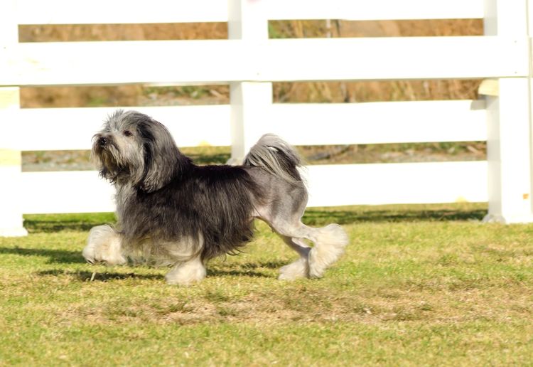 Eine Profilansicht eines schwarzen, grauen und weißen Petit Chien Lion (kleiner Löwenhund), der auf dem Gras läuft. Lowchen hat ein langes, gewelltes Fell, das so gepflegt ist, dass es einem Löwen ähnelt, d.h. die Läufe, die Hinterbeine und ein Teil des Schwanzes sind rasiert.