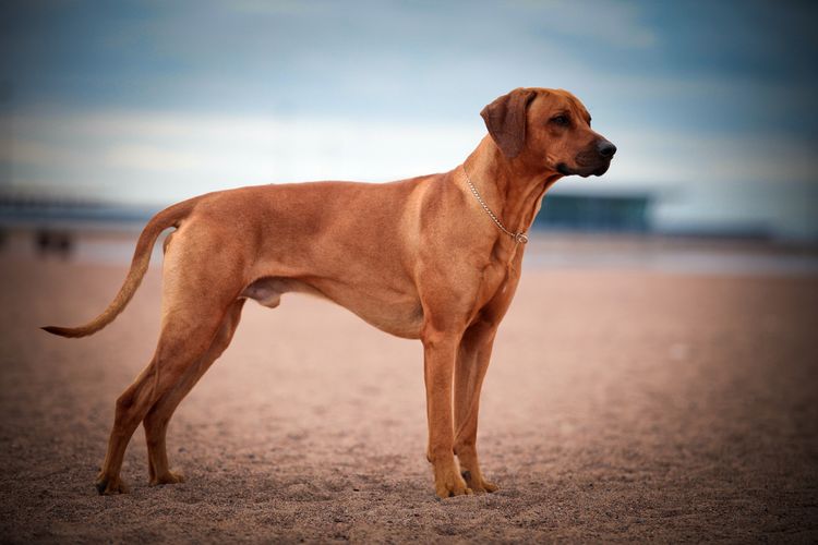 Hunderasse Rhodesian Ridgeback Hund Rhodesian Ridgeback spielt im Sand des Meeres, rennt, springt