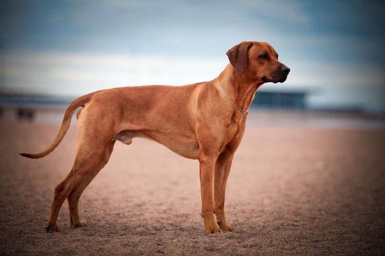 Hund Rhodesian Ridgeback spielt im Sand des Meeres, rennt, springt