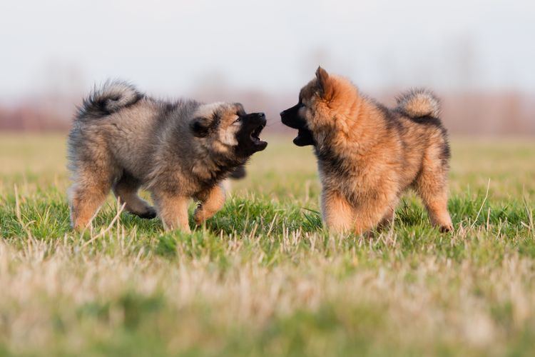 Zwei süße Eurasier-Welpen im Zusammenspiel Zwei süße Eurasier-Welpen im Zusammenspiel