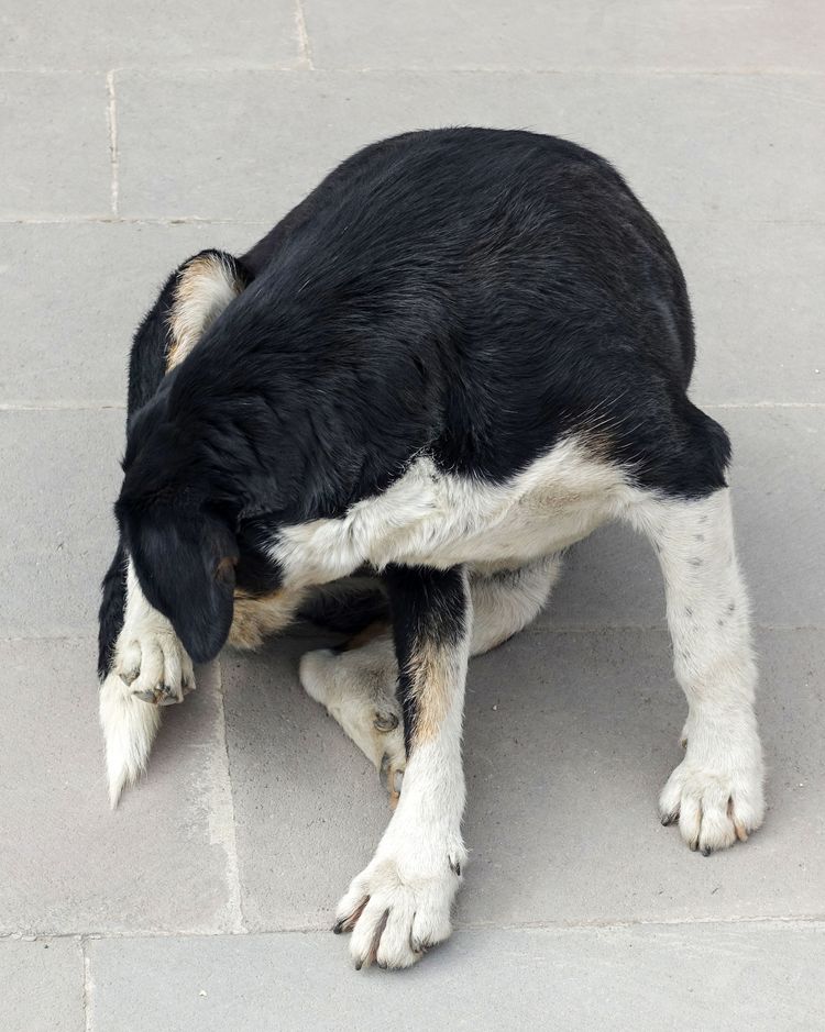 Hund kratzt sich mit der Zunge, streunender Hund kratzt sich, Hund kratzt sich mit der Zunge, streunender Hund kratzt sich,