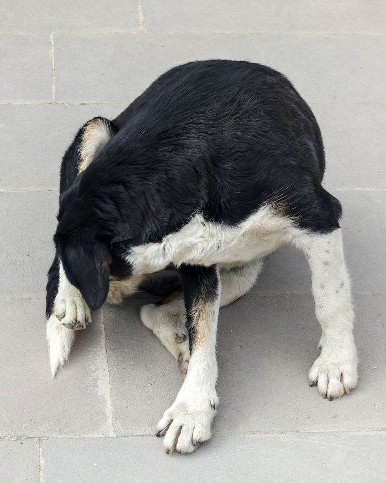 Hund kratzt sich mit der Zunge, streunender Hund kratzt sich,