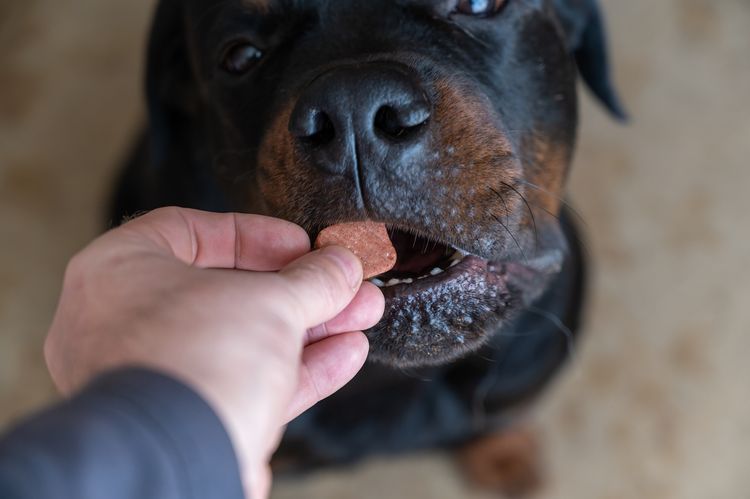 Mann füttert Kautablette gegen Flöhe und Zecken an sein Haustier. Ein orales Tierarzneimittel wird mit der Hand in das offene Maul des Rottweilers gegeben. Ein großer schwarzer Hund sitzt auf dem Boden eines Wohnzimmers. Selektiver Fokus