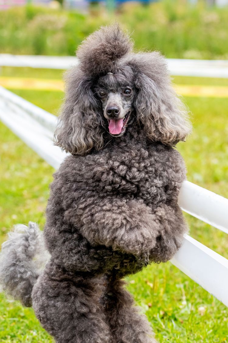 Grauer zotteliger Pudel Nahaufnahme auf den Hinterbeinen stehend im Park beim Spazierengehen, trainierter Hund