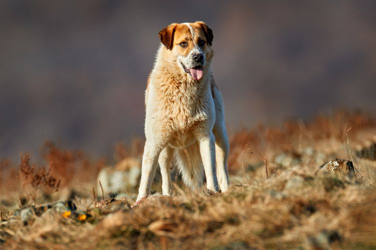 Der Kangal-Hund stammt aus dem Balkan und war ursprünglich ein Hütehund für Bergvieh. Großer Hund mit Schafskadaver, blutiges Skelett mit Fell.  Felsiger Berg, natürlicher Lebensraum, Madzarovo, Bulgarien, Rhodopen.