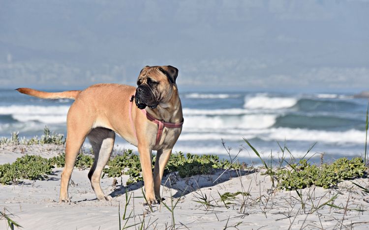 Nahaufnahme eines Boer Boel am Strand Nahaufnahme eines Boer Boel am Strand