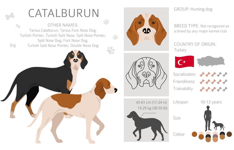 Catalburun, türkischer Doppel-Nasen-Pointer Clipart. Verschiedene Posen, verschiedene Fellfarben.  Vektor-Illustration