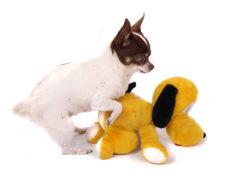 Chihuahua und ihr gelber Freund (Liebe oder Sex?)