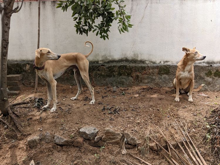 Ein indianischer Hund und ein Chippiparai schauen in die gleiche Richtung.