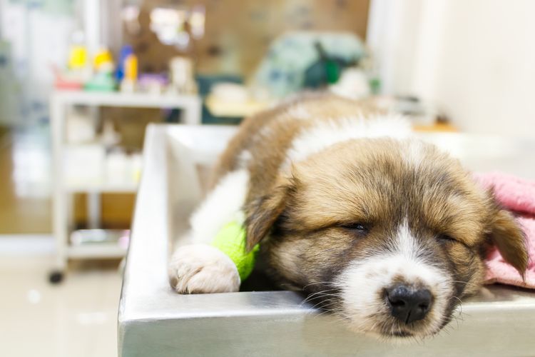 Niedlicher Welpe (Thai Bangkaew Hund) krank und schläft auf dem OP-Tisch in der Tierarztpraxis