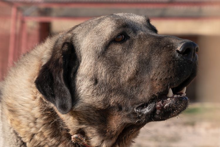 Seitenansicht eines schönen anatolischen Hirtenhundes (sivas kangal kopek/kopegi) in einer Hundefarm in der Stadt Kangal, Sivas Türkei.