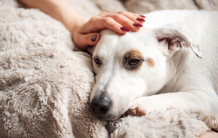 Eine Frau berührt mit der Hand einen süßen, entspannten Jack-Russell-Hund. Die Atmosphäre eines gemütlichen Zuhauses. Ein Terrier liegt auf einer grauen Decke.