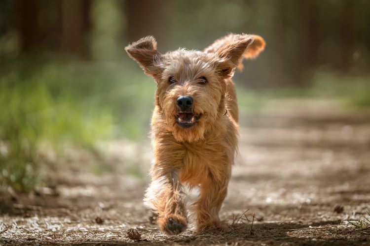 Basset Fauve de Bretagne Hund läuft im Wald mit erhobener Pfote direkt auf die Kamera zu