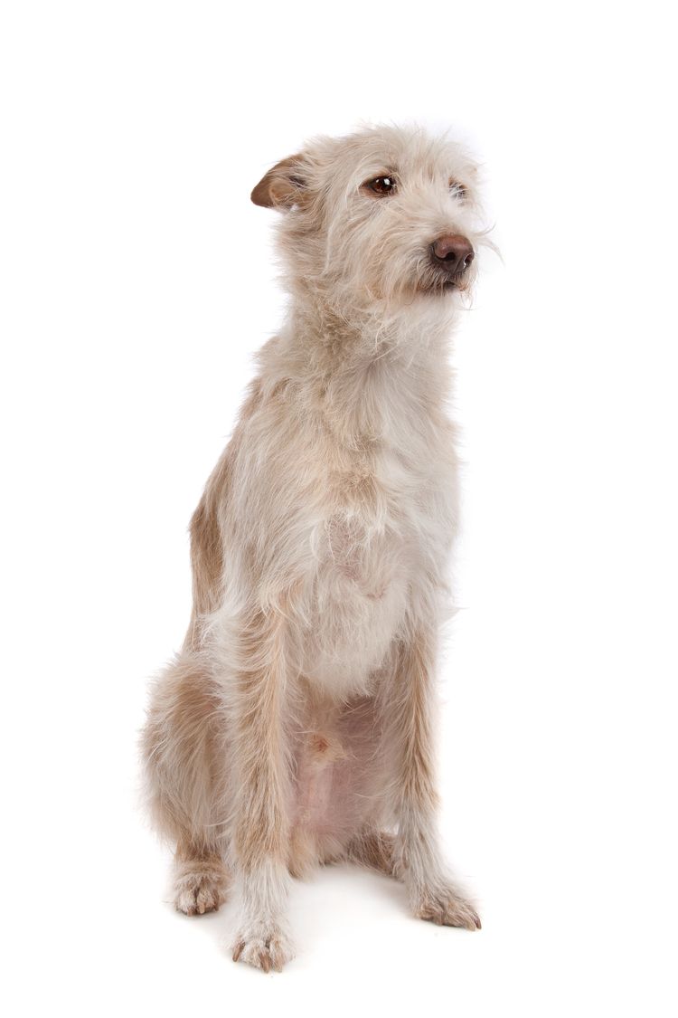 Mittelportugiesisch Podengo Podengo Portugues medio oder Portugiesischer Windhund vor weißem Hintergrund