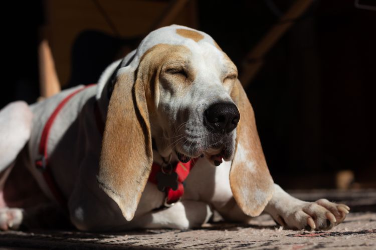 Spanischer Bluthund, der sich hinlegt und unter den Sonnenstrahlen döst. Bild eines niedlichen weißen und braunen Jagdhundes, der sich in seinem Haus ausruht.
