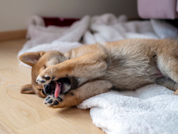 Porträt des niedlichen Shiba Inu, kleiner Hund, Welpe, Nahaufnahme. Dogecoin. Rothaariger japanischer Hund lächelt Porträt. Leuchtende Farbe, Kryptowährung, elektronisches Geld. Foto in hoher Qualität Porträt des niedlichen Shiba Inu, kleiner Hund, Welpe, Nahaufnahme. Dogecoin. Rothaariger japanischer Hund lächelt Porträt. Leuchtende Farbe, Kryptowährung, elektronisches Geld. Foto in hoher Qualität