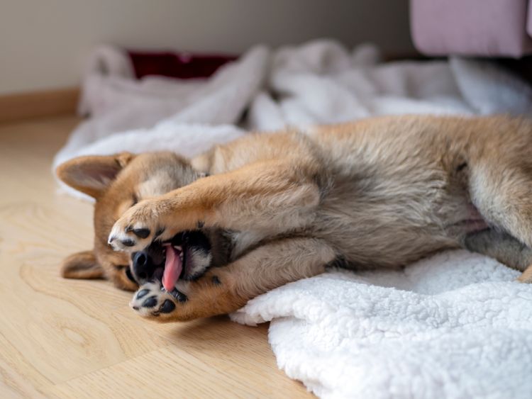 Porträt des niedlichen Shiba Inu, kleiner Hund, Welpe, Nahaufnahme. Dogecoin. Rothaariger japanischer Hund lächelt Porträt. Leuchtende Farbe, Kryptowährung, elektronisches Geld. Foto in hoher Qualität