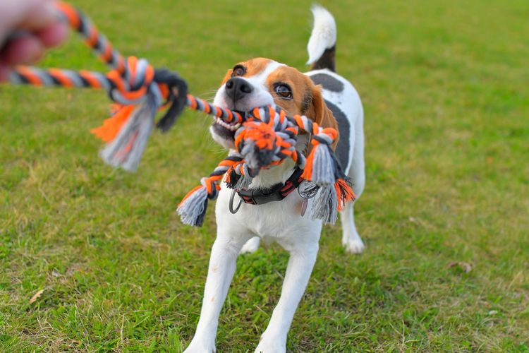 Der Hund spielt Tauziehen mit dem Seil. Verspielter Hund mit Spielzeug. Tauziehen zwischen Herrchen und Beagle-Hund Der Hund spielt Tauziehen mit dem Seil. Verspielter Hund mit Spielzeug. Tauziehen zwischen Herrchen und Beagle-Hund