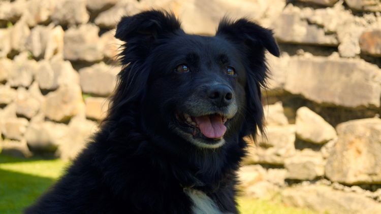 Eine selektive Nahaufnahme eines schwarzen Hundes in der Nähe einer Mauer