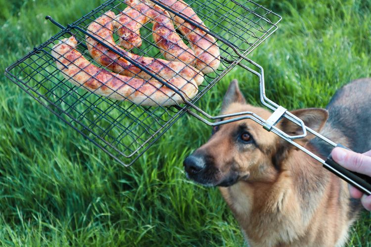 Hund leckt sich das Maul und schaut auf gegrillte Würstchen. Nahaufnahme von Würstchen auf dem Grill