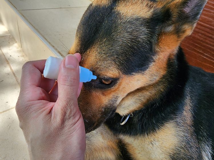 Der Hund hat eine Augenreizung. Wunde oder entzündete Augen müssen zur Behandlung zu einem Tierarzt gebracht werden. Es können Augentropfen verwendet werden.