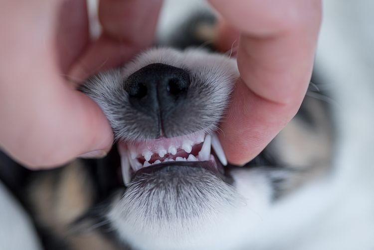 Zahnkontrolle - Hundewelpe 5,5 Wochen alt - korrektes Gebiss eines kleinen jungen Jack Russell Terrier-Hündchens