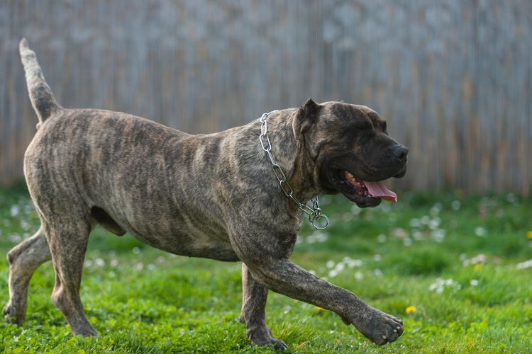 Pressa Canario, dogo Canario, Hund, perro de presa canario