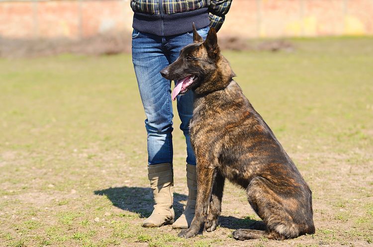 Holländischer Hirtenhund mit Besitzer