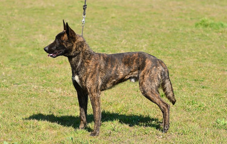 Holländischer Schäferhund auf dem Feld