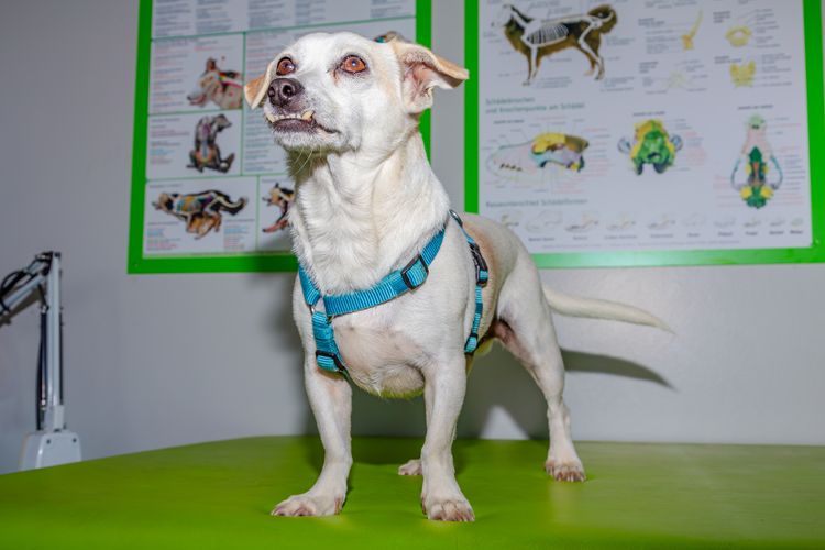 Hund mit schlechten Zähnen steht auf einer Bank in der Tierarztpraxis