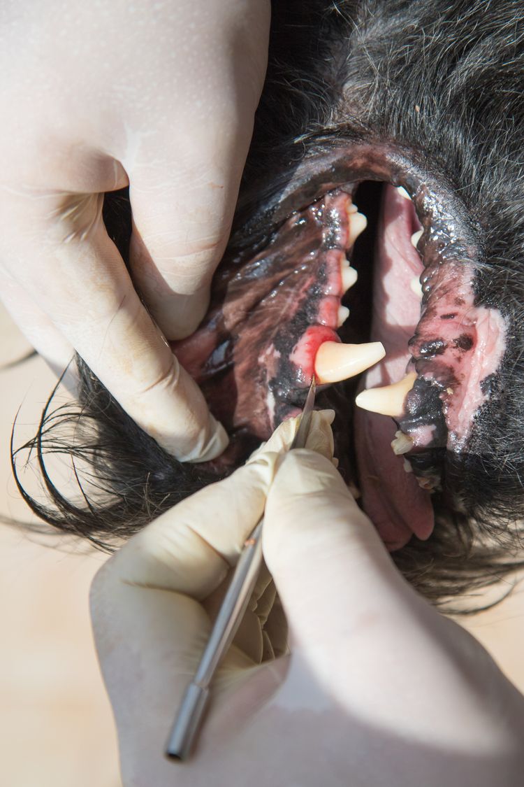 Der Tierarzt behandelt eine Zahnfleischentzündung im offenen Maul des Großen Schwarzen Schnauzers unter Narkose.