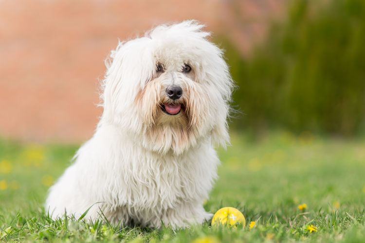 Coton de Tulear Hund im Freien Porträt