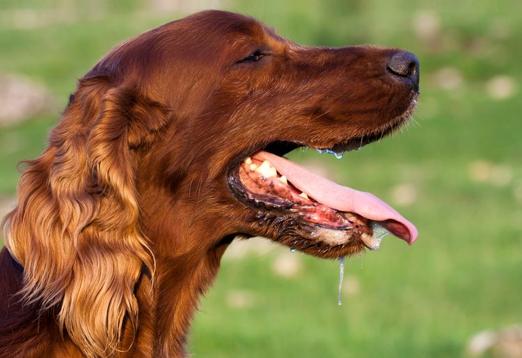 Geifernder Irish Setter Hund in einem heißen Sommer